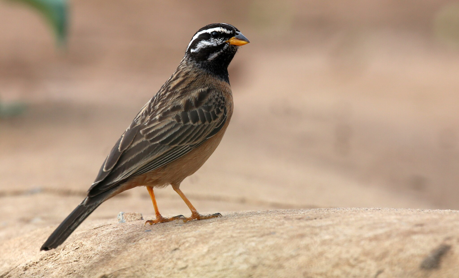 image Cinnamon-breasted Bunting